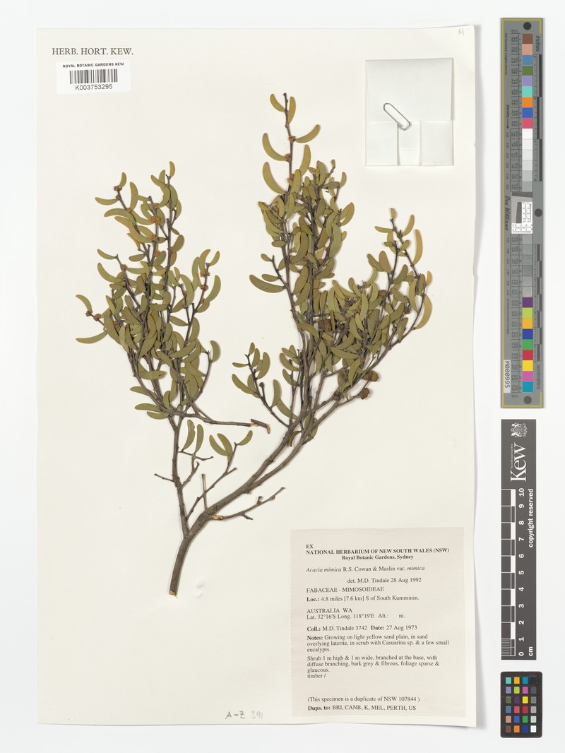 Acacia mimica photo 5
