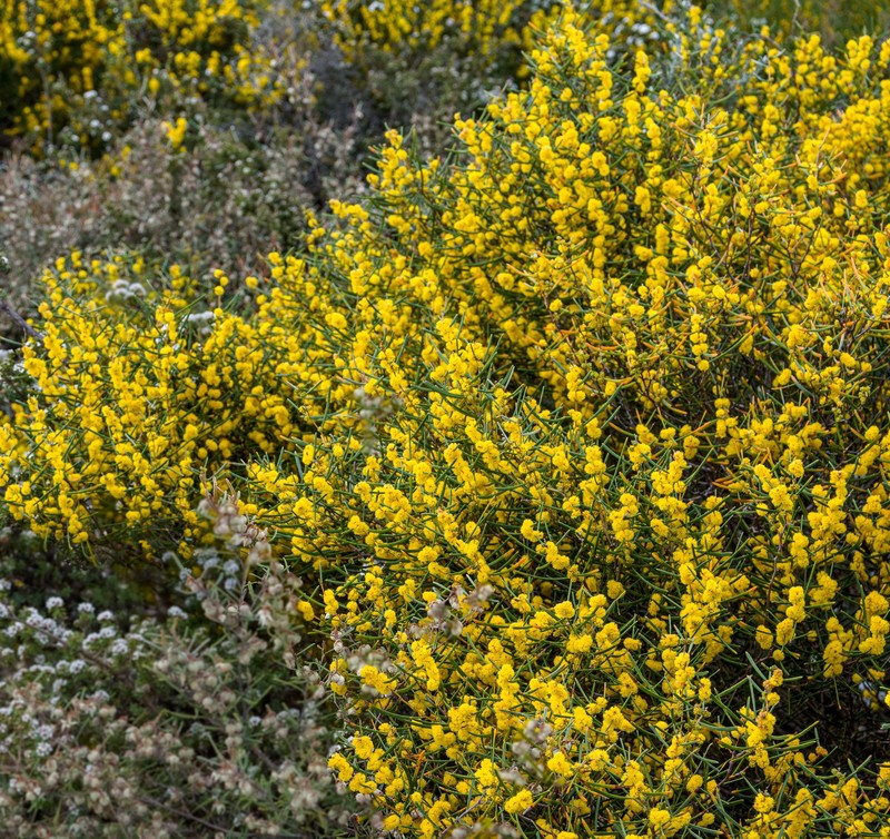 Acacia mimica var. angusta photo 2