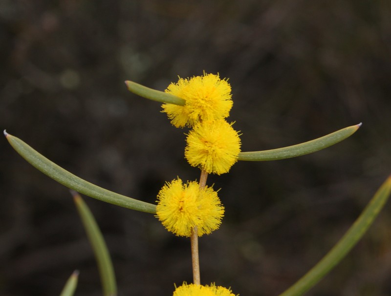 Acacia mimica var. angusta photo 3