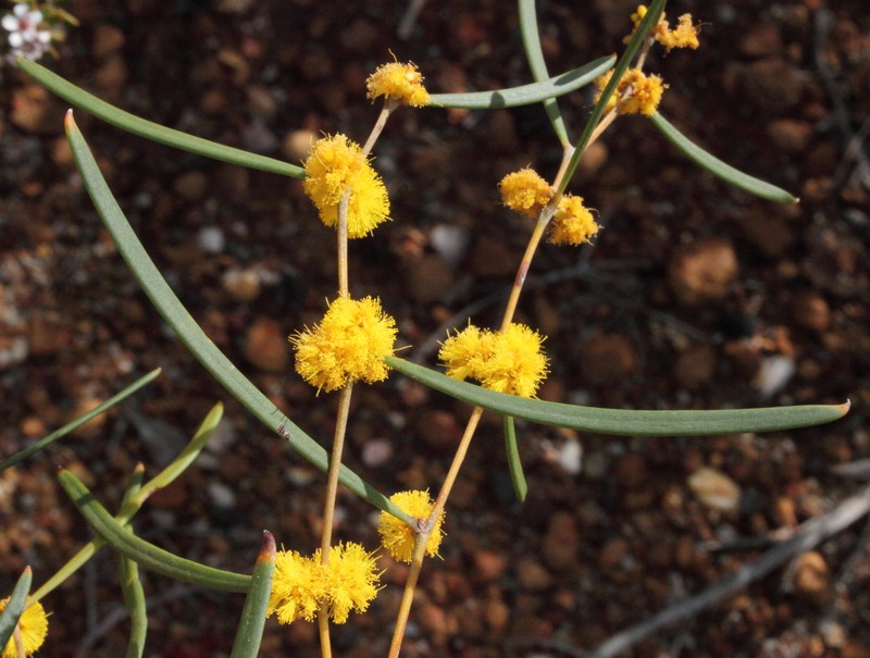 Acacia mimica var. angusta photo 4