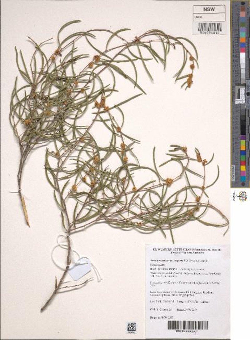 Acacia mimica var. angusta photo 5