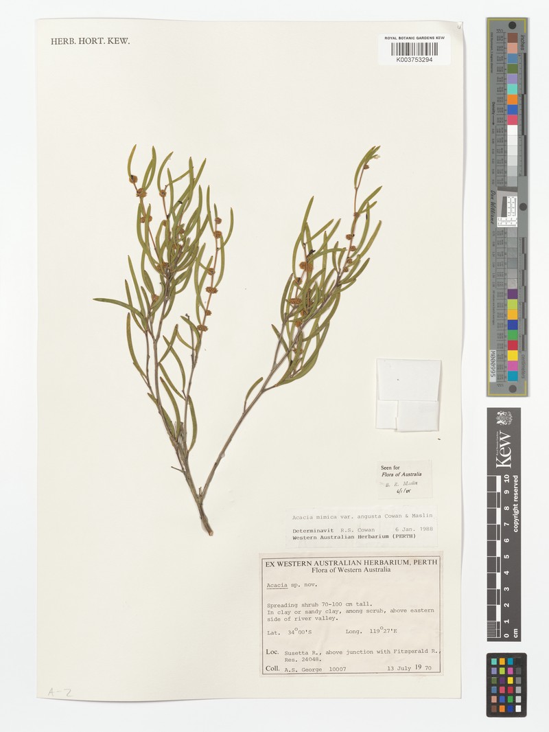Acacia mimica var. angusta photo 6
