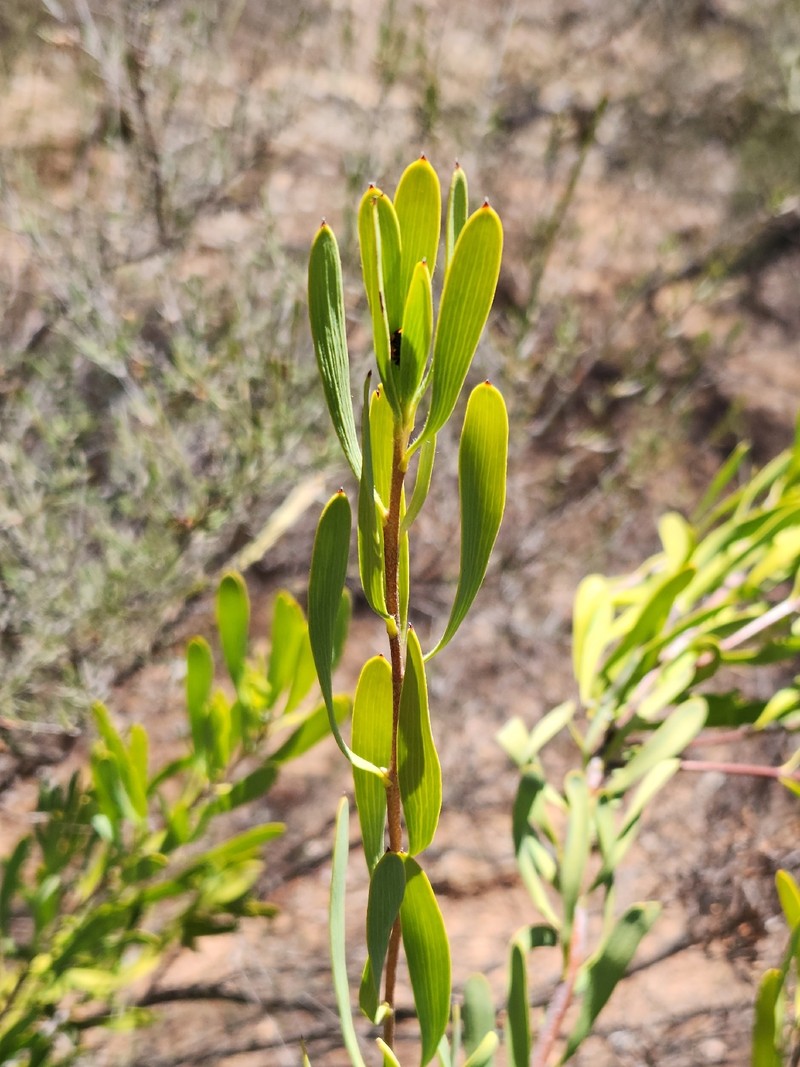 Acacia mimica var. mimica photo 2