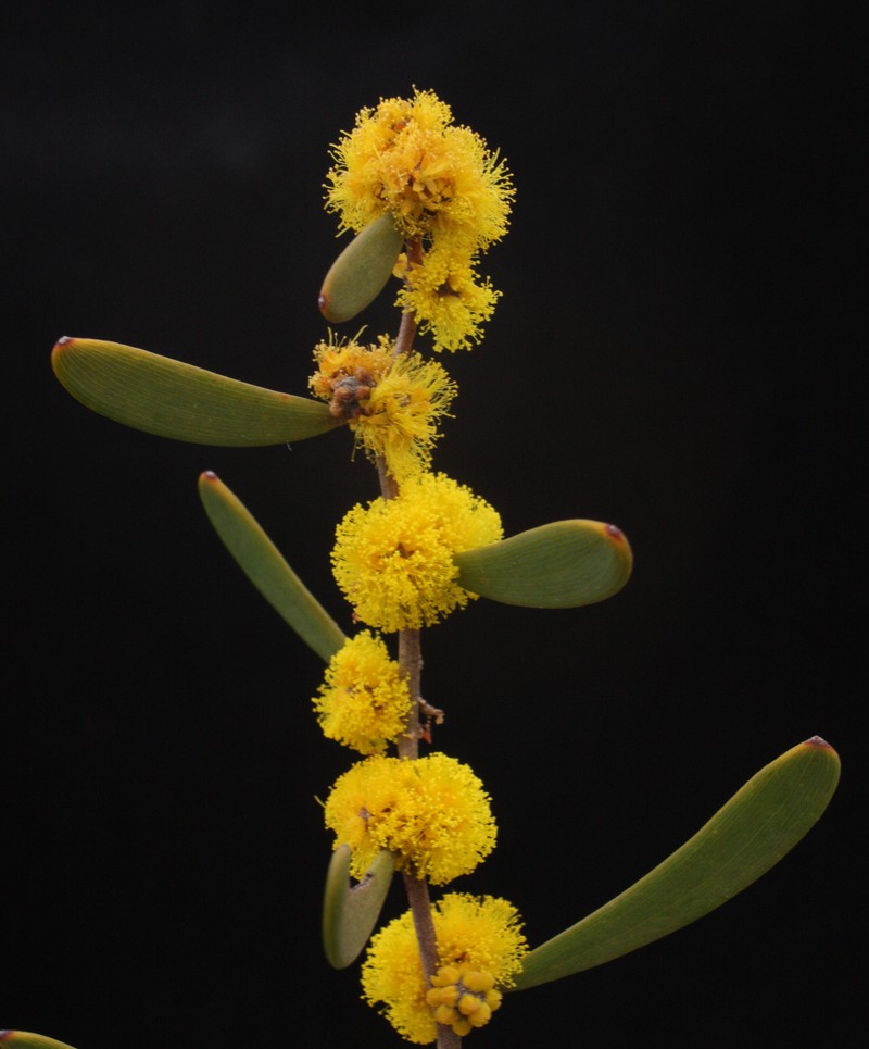 Acacia mimica var. mimica photo 3