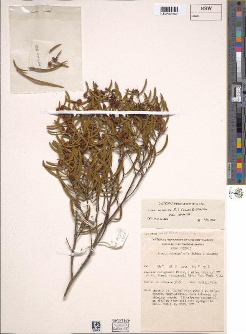 Acacia mimica var. mimica photo 5
