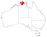 Acacia mimula