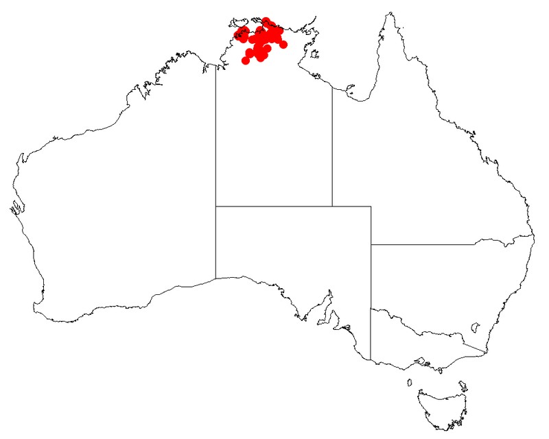 Acacia mimula
