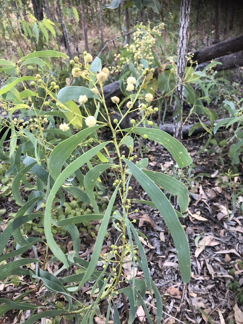 Acacia mimula photo 2