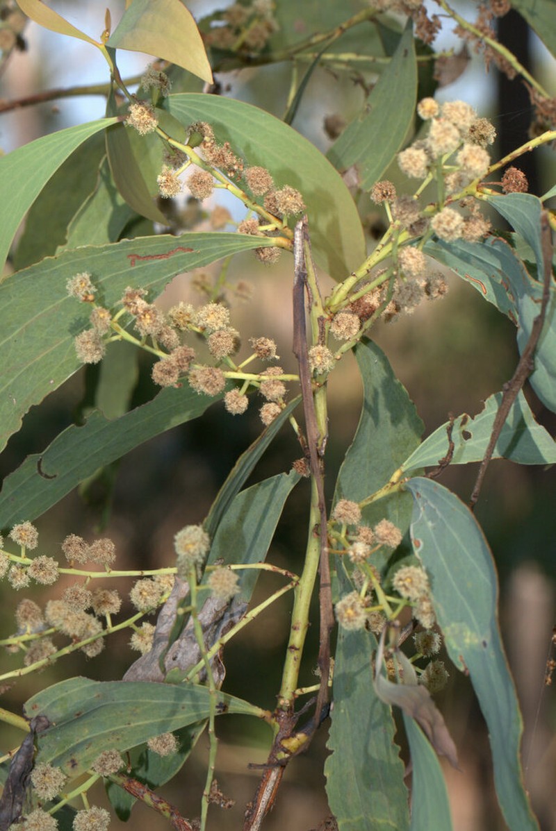 Acacia mimula photo 3