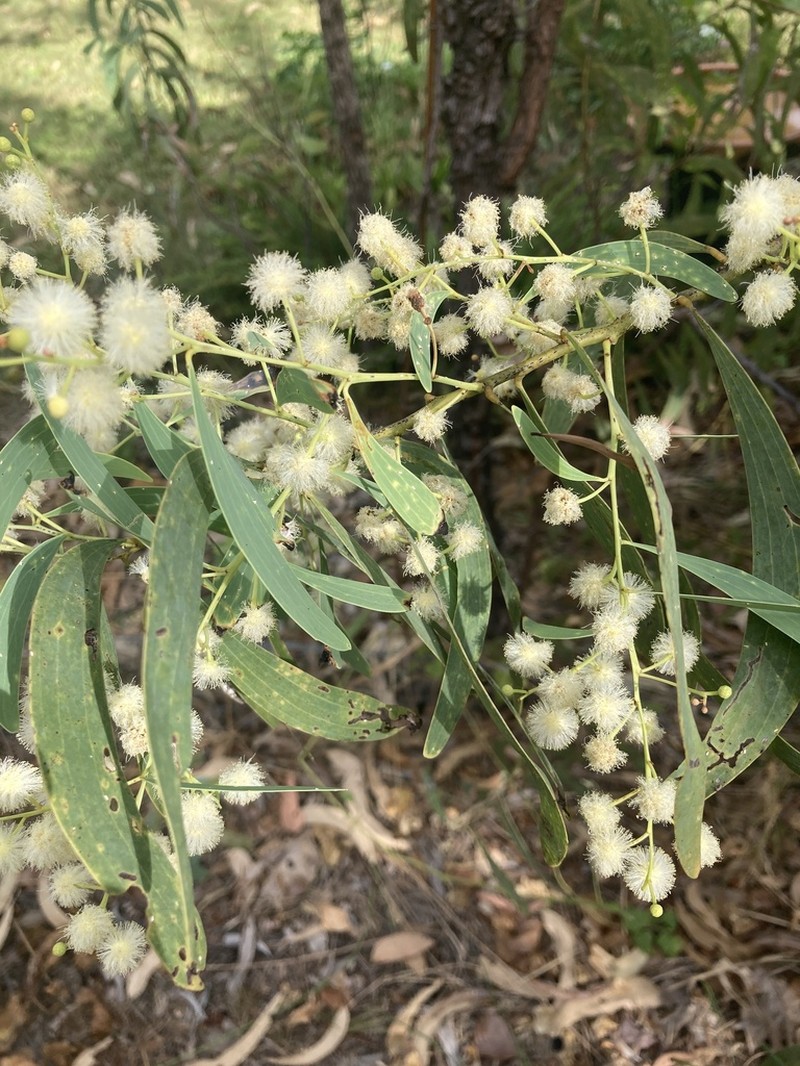 Acacia mimula photo 4