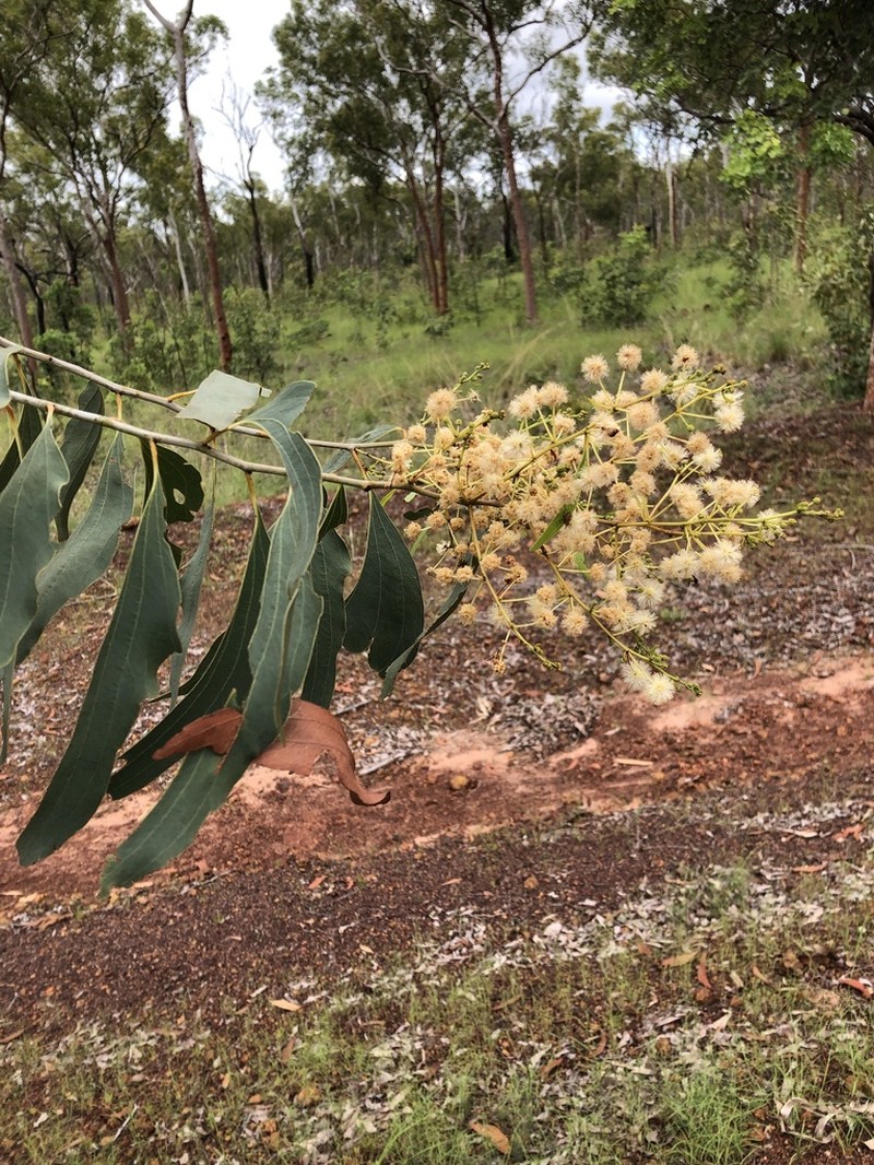 Acacia mimula photo 6