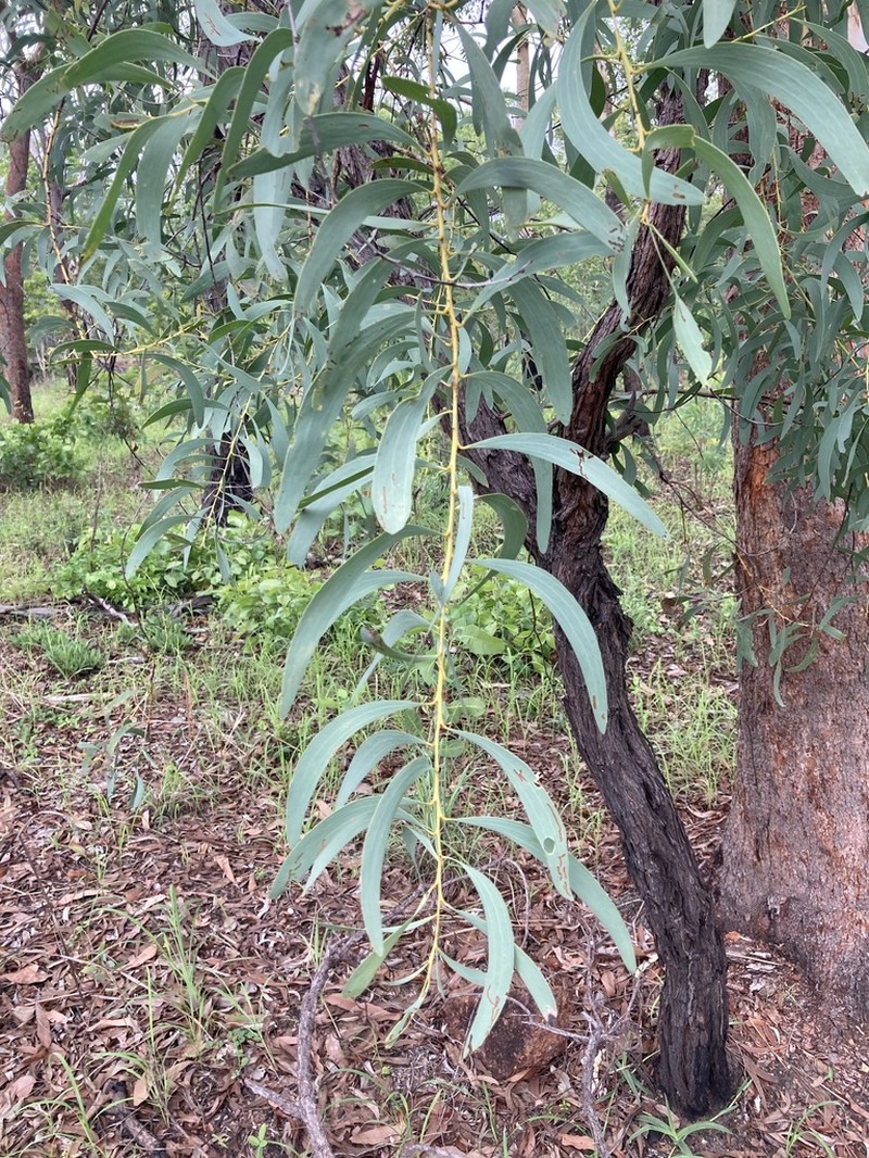 Acacia mimula photo 7