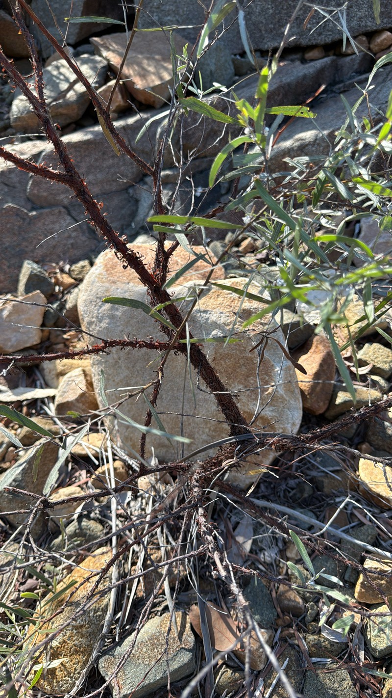 Acacia minniritchi photo 5