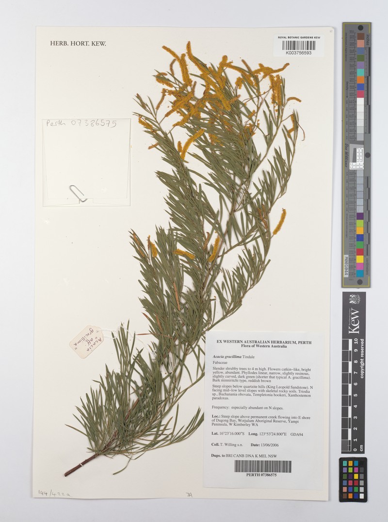 Acacia minniritchi