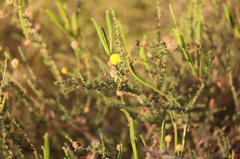 Acacia minutifolia photo 3