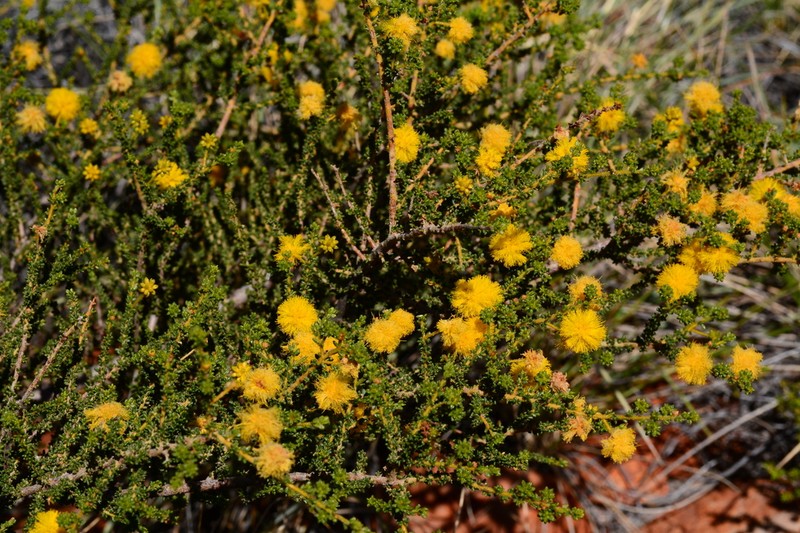 Acacia minutifolia photo 4