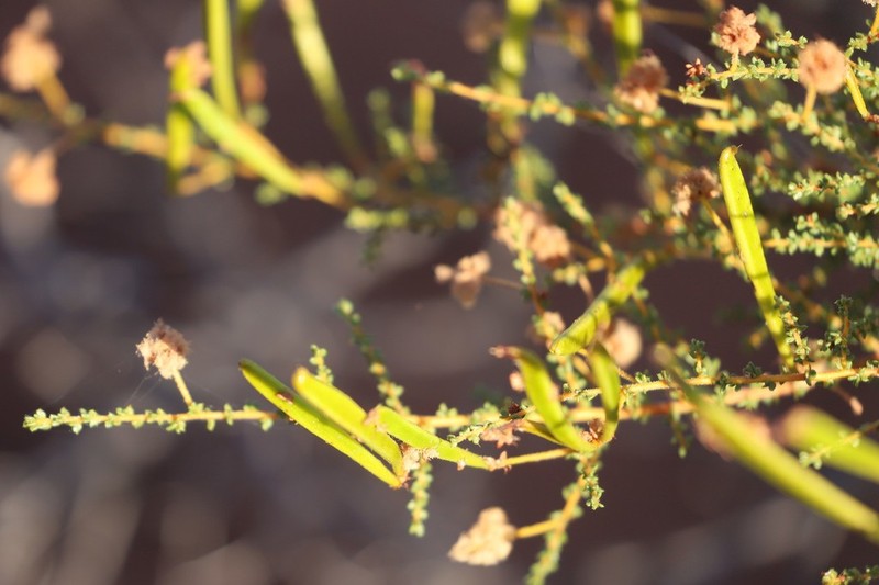 Acacia minutifolia photo 5