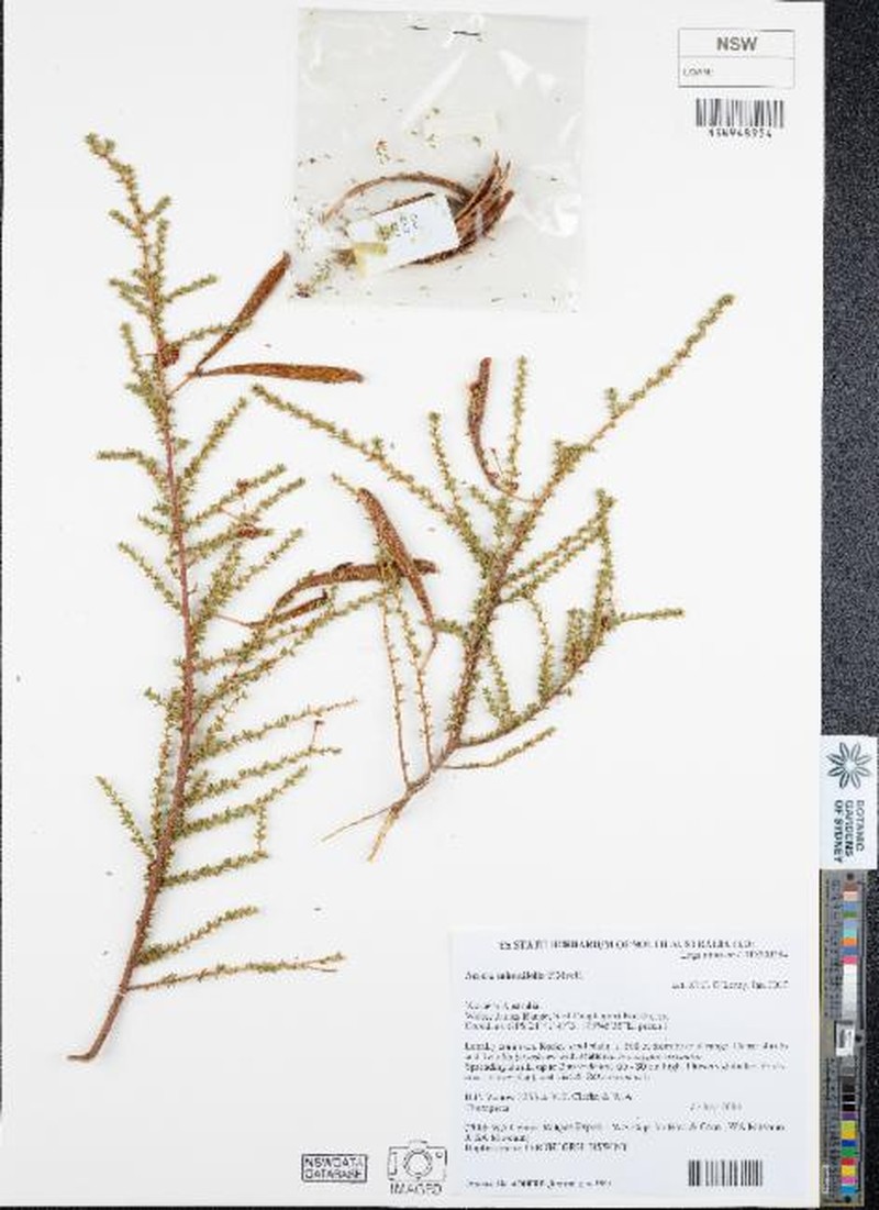 Acacia minutifolia photo 6