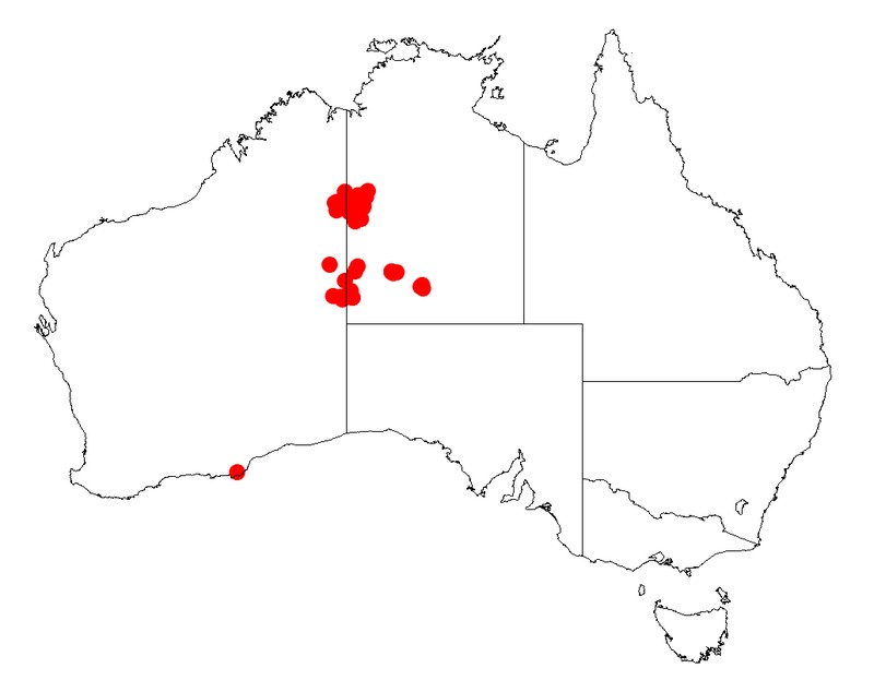 Acacia minutifolia