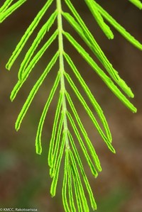 Acacia minutifolia
