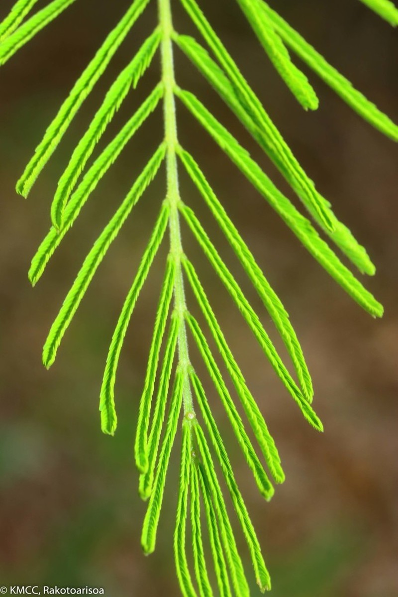 Acacia minutifolia photo 2