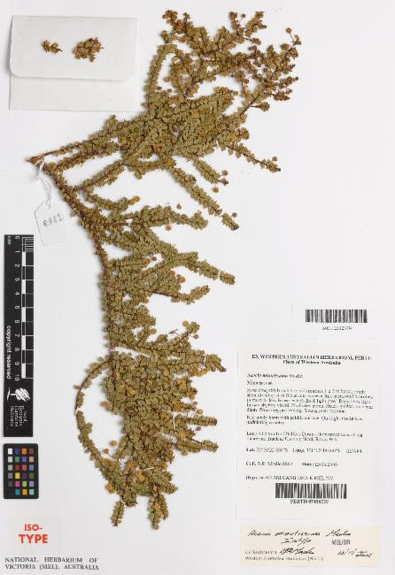 Acacia minutissima photo 4