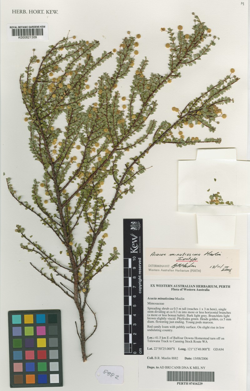 Acacia minutissima