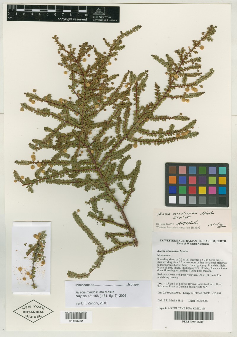 Acacia minutissima photo 2