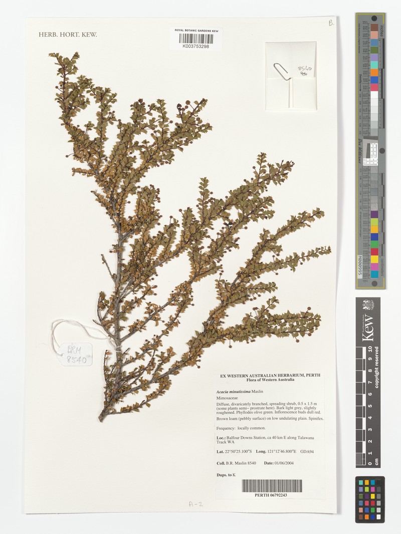 Acacia minutissima photo 3