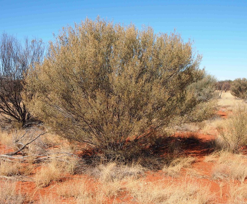 Acacia minyura