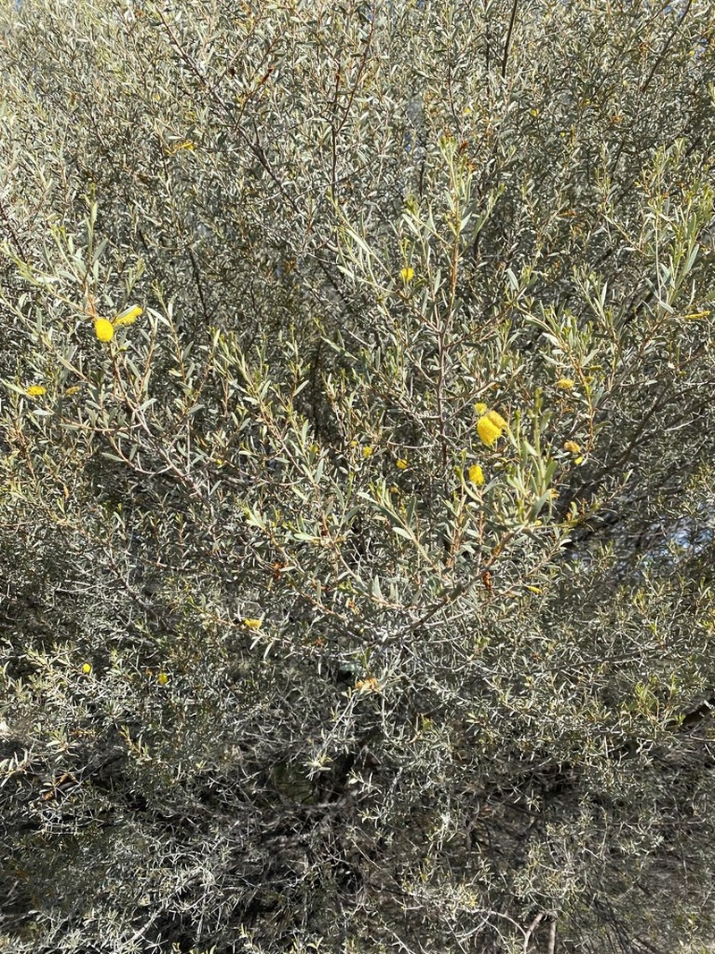 Acacia minyura photo 2