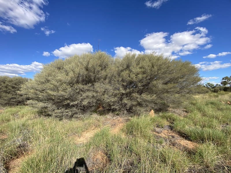 Acacia minyura photo 3
