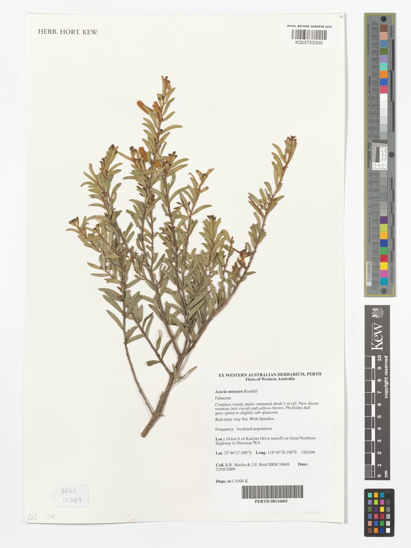 Acacia minyura photo 5