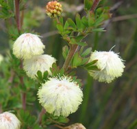 Acacia mitchellii