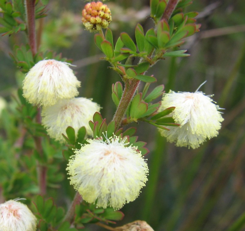 Acacia mitchellii