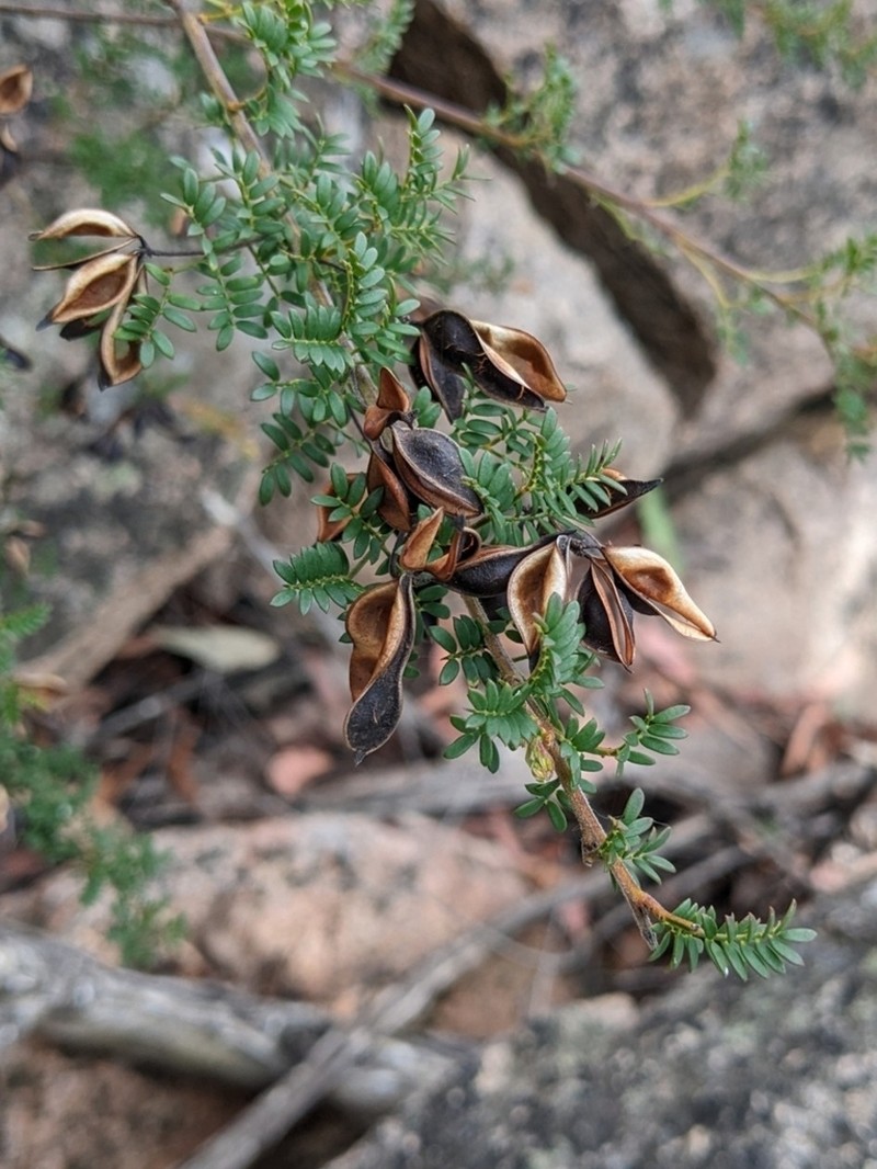 Acacia mitchellii photo 2