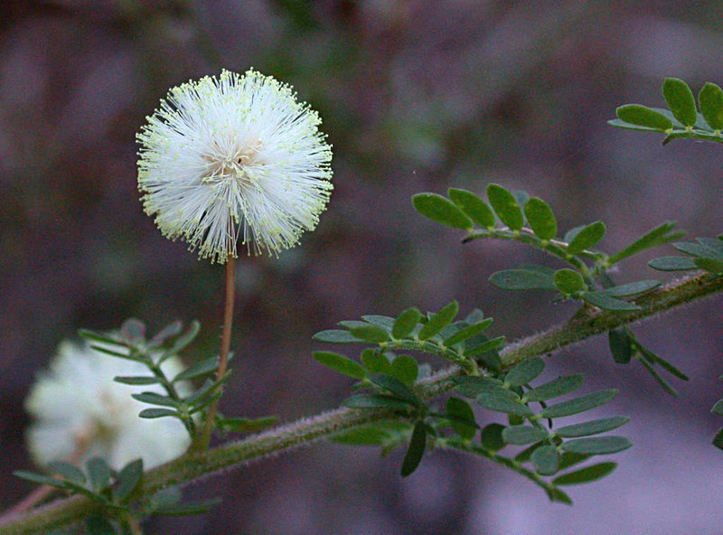 Acacia mitchellii photo 4
