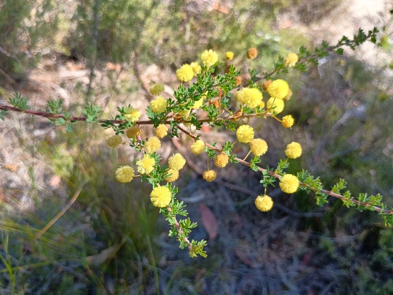 Acacia mitchellii photo 5