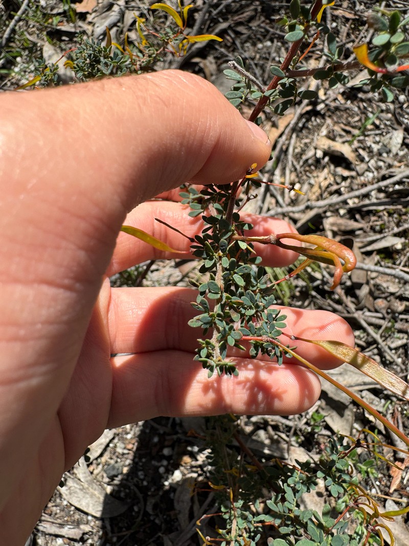 Acacia mitchellii photo 6