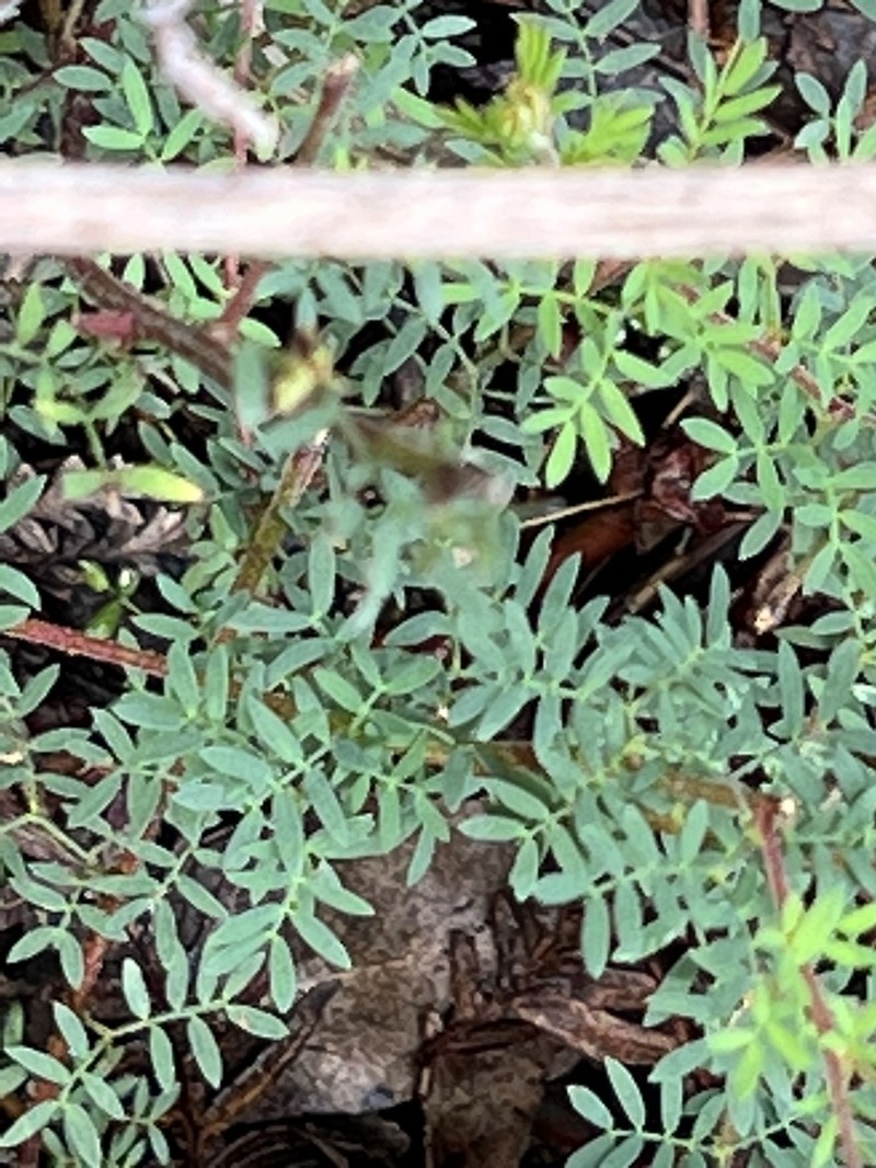 Acacia mitchellii photo 7