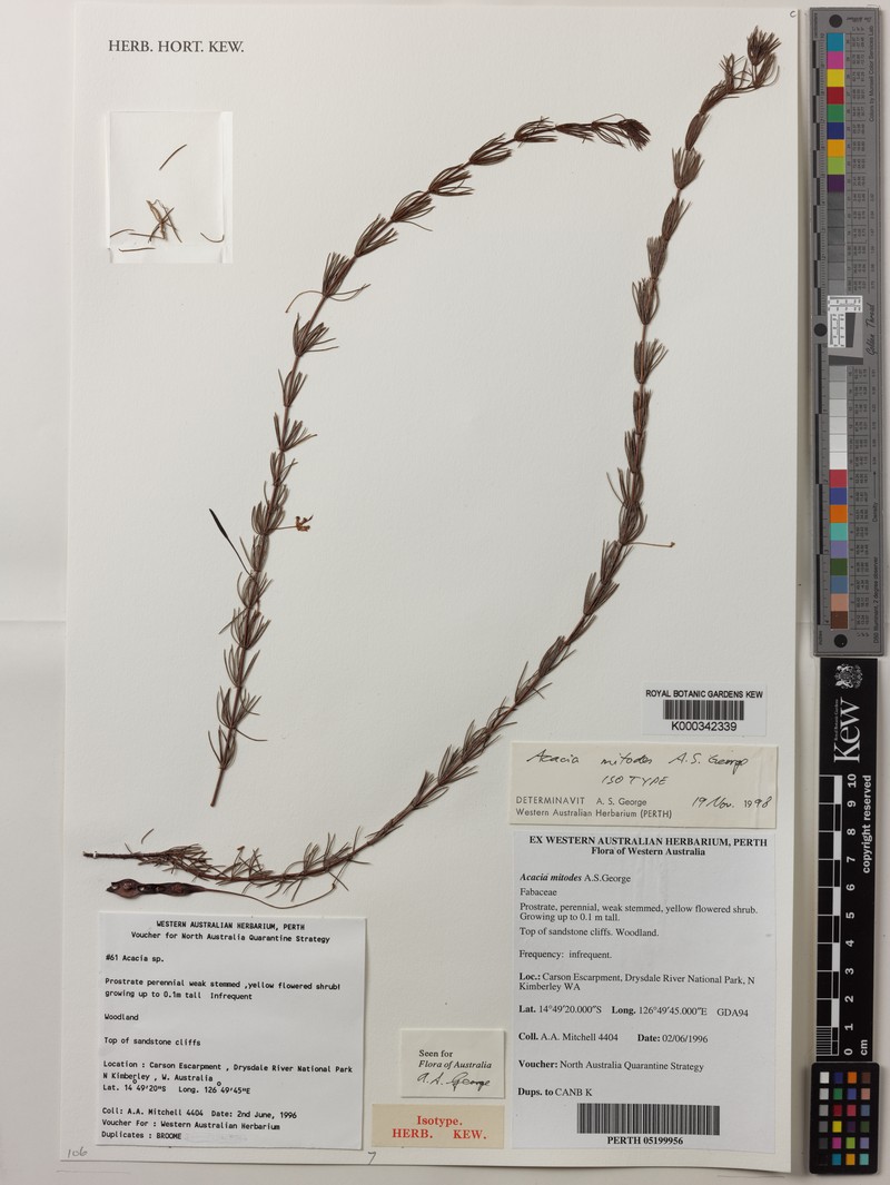 Acacia mitodes photo 3