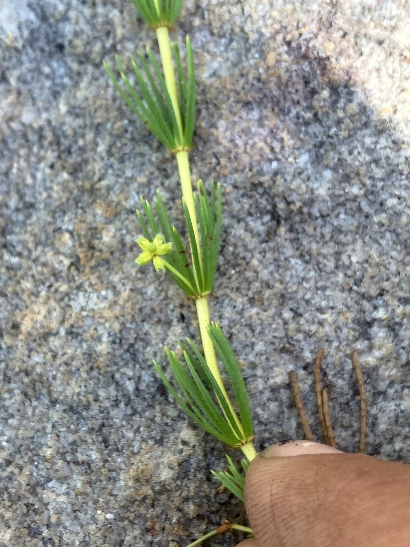 Acacia mitodes photo 2