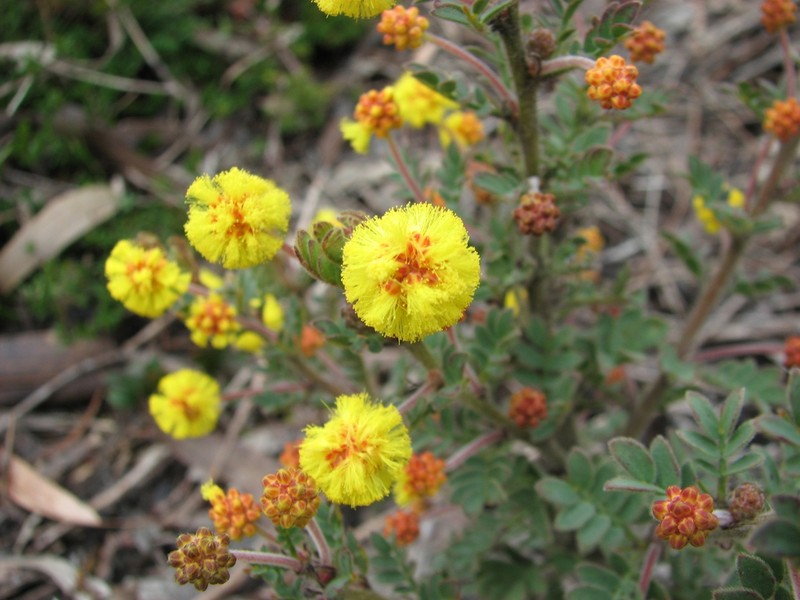 Acacia moirii