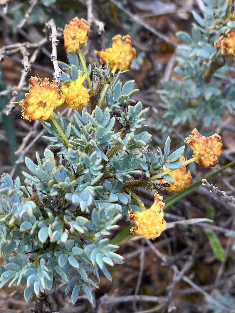 Acacia moirii photo 2