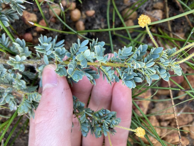 Acacia moirii photo 3