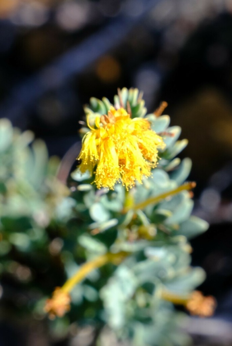 Acacia moirii photo 4