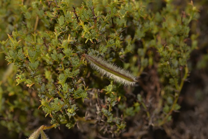 Acacia moirii photo 5