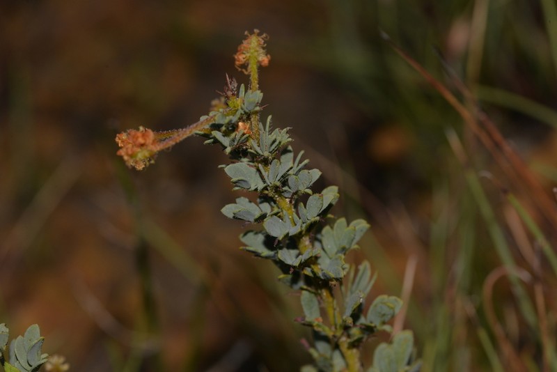 Acacia moirii photo 6