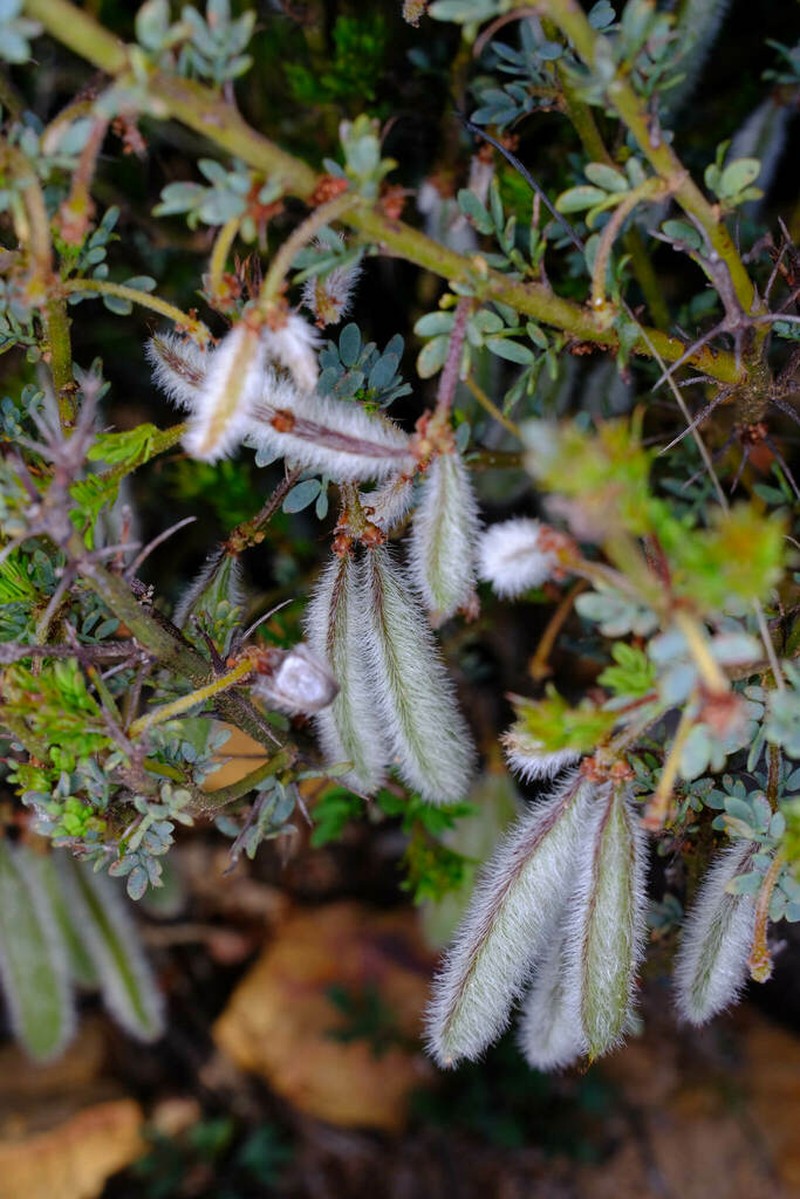 Acacia moirii photo 7