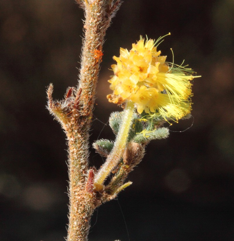 Acacia moirii subsp. dasycarpa